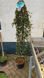 Coroneaster danmeri ‘major’op stam (groenblijvend, bessen), Tuin en Terras, Ophalen, Halfschaduw, Overige soorten, Lente