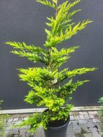 Cupressocyparis I.Gold Rider bonsai, Bloeit niet, Halfschaduw, Overige soorten, 100 tot 250 cm