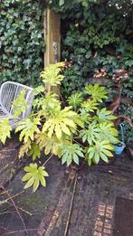 Tuinplant zelf uitgraven - Gratis!, Tuin en Terras, Vaste plant, Bloeit niet, Halfschaduw, Ophalen