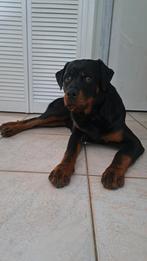 Hond oogarts gezocht  met enige spoed, Dieren en Toebehoren, Honden | Niet-rashonden, Reu, Groot, Eén hond, 3 tot 5 jaar