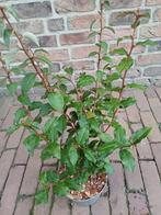 Langstelige olijfwilg, Volle zon, Vaste plant, Zomer, Ophalen