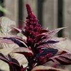 Nr 31/ zaad Amarant - Amaranthus Hopi Red Dye - biologisch, Ophalen of Verzenden, Voorjaar, Volle zon, Zaad