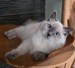 Siberische neva Masquarade blue point poes, Poes
