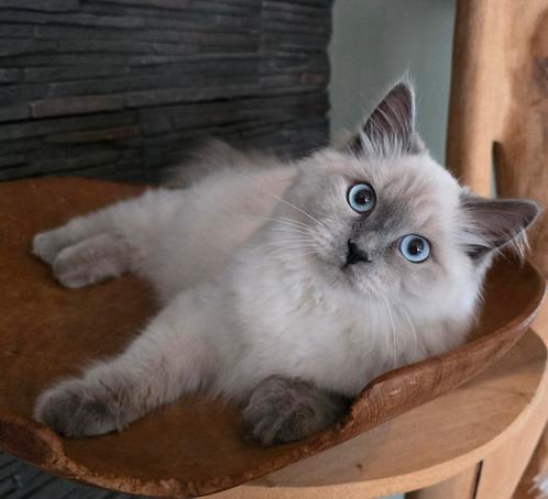 Siberische neva Masquarade blue point poes, Dieren en Toebehoren, Katten en Kittens | Raskatten | Langhaar, Poes