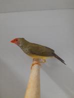 Roodkop binsen astrilde, Meerdere dieren