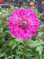 Dahlia Knollen - Prachtige Bloemen!, Overige soorten, Volle zon, Vaste plant, Ophalen of Verzenden