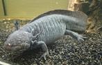 Gratis Axolotl volwassen, Dieren en Toebehoren, Reptielen en Amfibieën, Schildpad