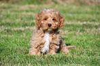 Cockapoo pups te koop, Dieren en Toebehoren, Honden | Niet-rashonden, Rabiës (hondsdolheid), Reu, 8 tot 15 weken, Buitenland