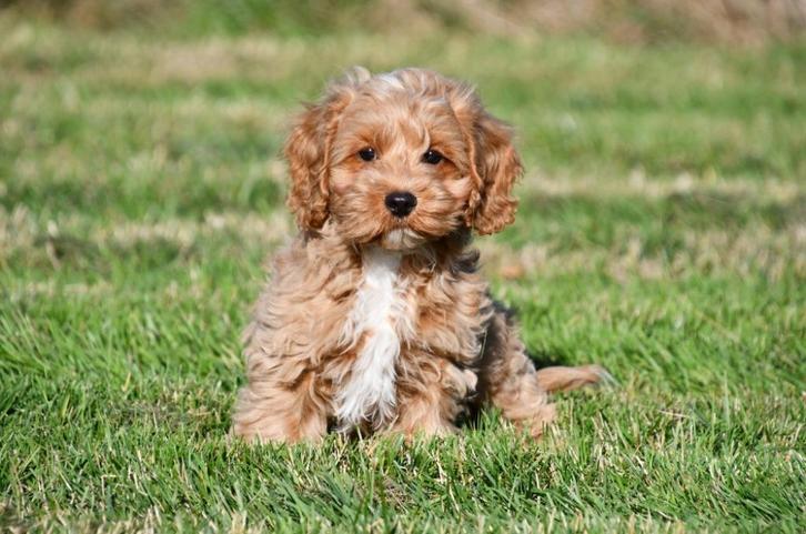 Cockapoo pups te koop, Dieren en Toebehoren, Honden | Niet-rashonden, Middel, Reu, Fokker | Professioneel, Meerdere, Buitenland