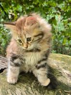 Kruising chausie/sibeer.  Poesje., Dieren en Toebehoren, Poes, Ontwormd
