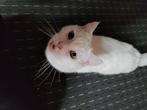 Witte kat in De Maten in Apeldoorn vermist, Dieren en Toebehoren, Vermiste en Gevonden Dieren, Kat