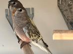 Bourke gezoomde man uit blauw selectie, Dieren en Toebehoren, Vogels | Parkieten en Papegaaien, Mannelijk, Parkiet, Geringd