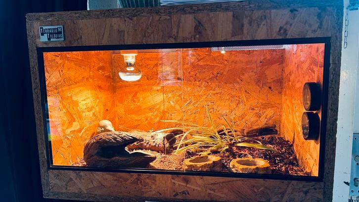 0.2 panterophis guttata met terrarium, zie omschrijving