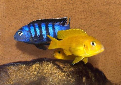 Grote keus, Malawi cichlide, 50 soorten op voorraad, Dieren en Toebehoren, Vissen | Aquariumvissen, Zoetwatervis, Vis
