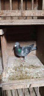 Heremans doffer., Dieren en Toebehoren, Vogels | Duiven, Mannelijk, Kropper