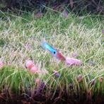 Jonge endler guppen, Dieren en Toebehoren, Vissen | Aquariumvissen, Vis