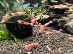 Mooie red fancy tiger garnalen op osmose., Dieren en Toebehoren, Vissen | Aquariumvissen, Zoetwatervis, Kreeft, Krab of Garnaal