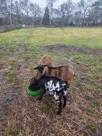 Te koop 3 Dwerggeiten, Mannelijk, Schaap