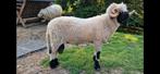 Walliser schwarznase ooi en ram (onverwant), Dieren en Toebehoren, Schapen, Geiten en Varkens, Meerdere dieren, Schaap