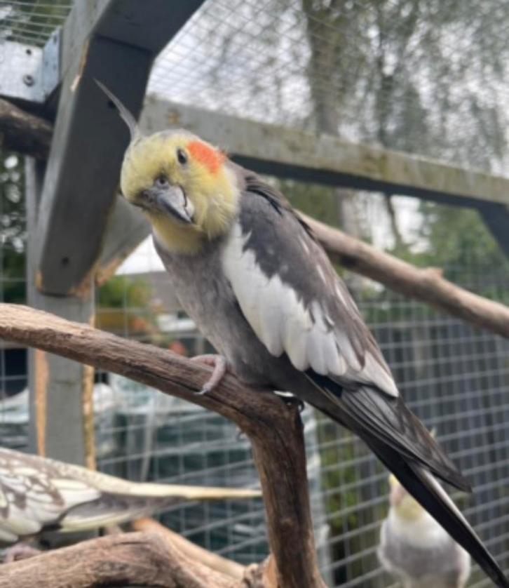 Bobby zoekt huisje met vrouw, Dieren en Toebehoren, Vogels | Parkieten en Papegaaien, Parkiet, Mannelijk