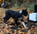 Prachtige lieve Border collie pup met stamboom, Dieren en Toebehoren, Honden | Herdershonden en Veedrijvers, 15 weken tot 1 jaar