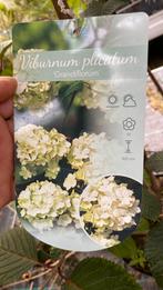 Viburnum plicatum ‘grandiflorum’, Ophalen, Overige soorten