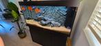 Juwel Rio 350, Dieren en Toebehoren, Vissen | Aquaria en Toebehoren, Ophalen, Gevuld zoetwateraquarium