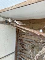 Tortelduif roepduif koerduif  duiven, Dieren en Toebehoren, Meerdere dieren, Overige soorten