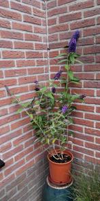 Vlinderplant paars ASSEN, Ophalen, Zomer, Overige soorten, Volle zon