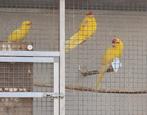 Koppel gele kakarikies met 2 jongen, Meerdere dieren, Parkiet