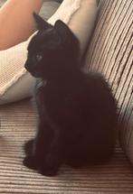Vondeling poesje, Poes