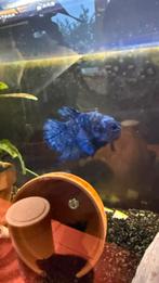 Compleet aquarium + prachtige Betta vis –, Dieren en Toebehoren, Vissen | Aquariumvissen, Vis
