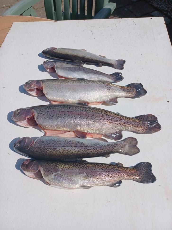 Verse en gerookte forel en Zalm forel, Diversen, Levensmiddelen, Ophalen