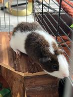 Jong cavia beertje teddy ras, Dieren en Toebehoren, Mannelijk, Cavia, Tam