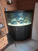 Juwel, Ophalen of Verzenden, Gebruikt, Leeg aquarium