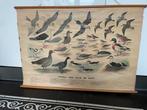 Vintage schoolplaat vogels, Antiek en Kunst, Antiek | Schoolplaten, Ophalen, Natuur en Biologie