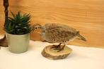 Taxidermie - Opgezette grijze patrijs, Verzamelen, Ophalen of Verzenden, Gebruikt, Vogel, Opgezet dier