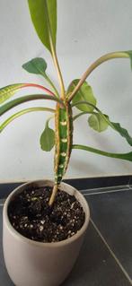 Madagascar juwel plantje, Huis en Inrichting, Kamerplanten, Ophalen of Verzenden, Overige soorten, Minder dan 100 cm