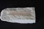 Pinna cretacea  Boven -Krijt, Ophalen of Verzenden, Fossiel