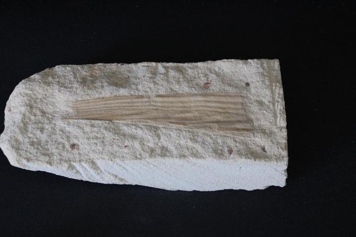 Pinna cretacea  Boven -Krijt, Verzamelen, Mineralen en Fossielen, Fossiel, Ophalen of Verzenden