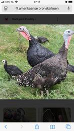 Kalkoen kuikentjes, Geslacht onbekend, Wildzangvogel