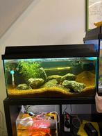 Mawali cichlide aquarium inc. toebehoren, Dieren en Toebehoren, Ophalen, Gebruikt, Gevuld zoetwateraquarium