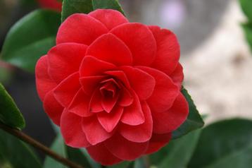 Camellia japonica   Japanse Roos 