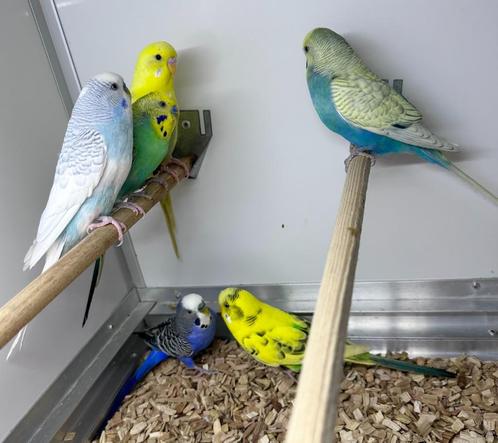 Grasparkieten koppels, Dieren en Toebehoren, Vogels | Parkieten en Papegaaien, Parkiet, Meerdere dieren