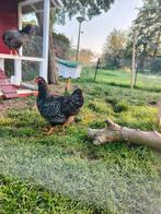 Barneveld dubbelgezoomd hennen, Dieren en Toebehoren, Pluimvee, Vrouwelijk, Kip