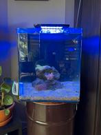 Compleet Aquarium 60l Bleu Marine Reef zoutwater, Vis, Zoutwatervis