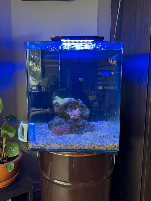 Compleet Aquarium 60l Bleu Marine Reef zoutwater, Dieren en Toebehoren, Vissen | Aquariumvissen, Zoutwatervis, Vis