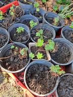 Geranium macrorrhizum - ooievaarsbek, Tuin en Terras, Planten | Tuinplanten, Ophalen of Verzenden