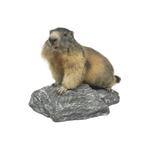 Exclusief bij ons te koop: Opgezette alpen marmot, Ophalen of Verzenden, Nieuw, Wild dier, Opgezet dier