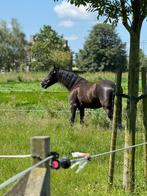 Coachingpaard - weidemaatje, Dieren en Toebehoren, Pony's, E pony (1.48m - 1.57m), B, Gechipt, Ruin